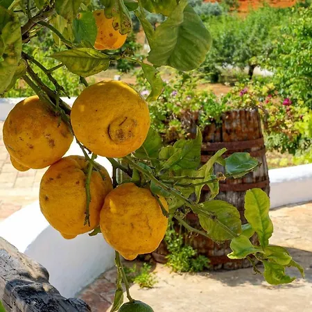 Monte De Madrinha 알부페이라